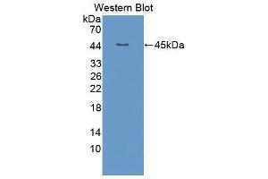 Western blot analysis of the recombinant protein. (FGF4 anticorps  (AA 71-206))
