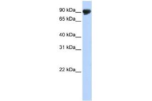 TMTC4 antibody used at 1 ug/ml to detect target protein. (TMTC4 anticorps  (N-Term))