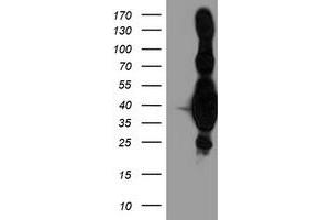 Western Blotting (WB) image for anti-Heme Oxygenase (Decycling) 2 (HMOX2) antibody (ABIN1498685) (HMOX2 anticorps)