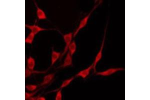 ABIN6274704 staining 293 by IF/ICC.