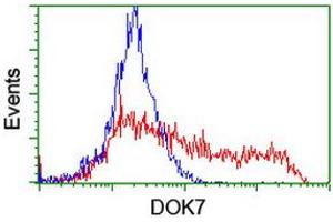 HEK293T cells transfected with either RC219267 overexpress plasmid (Red) or empty vector control plasmid (Blue) were immunostained by anti-DOK7 antibody (ABIN2455833), and then analyzed by flow cytometry. (DOK7 anticorps)