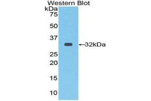 Western Blotting (WB) image for anti-Ribonuclease/angiogenin Inhibitor 1 (RNH1) (AA 76-333) antibody (ABIN1860443) (RNH1 anticorps  (AA 76-333))