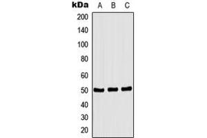 Western blot analysis of CSK (pS364) expression in HEK293T PMA-treated (A), NIH3T3 PMA-treated (B), H9C2 PMA-treated (C) whole cell lysates. (CSK anticorps  (C-Term, pSer364))