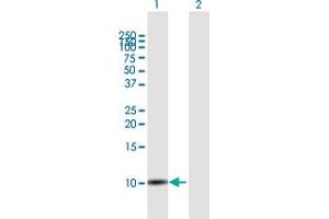Western Blot analysis of SLURP1 expression in transfected 293T cell line by SLURP1 MaxPab polyclonal antibody. (SLURP1 anticorps  (AA 1-103))