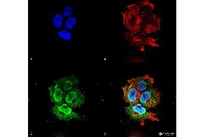 Immunocytochemistry/Immunofluorescence analysis using Mouse Anti-Synaptotagmin-7 Monoclonal Antibody, Clone S275-14 . (SYT7 anticorps  (AA 150-239) (APC))
