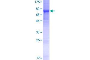 Image no. 1 for Leucine Rich Repeat Containing 14 (LRRC14) (AA 1-493) protein (GST tag) (ABIN1309744)