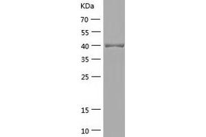Western Blotting (WB) image for Guanine Nucleotide Binding Protein (G Protein), alpha Inhibiting Activity Polypeptide 3 (GNAI3) (AA 1-354) protein (His-IF2DI Tag) (ABIN7123239)