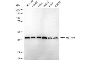 anti-Methionyl Aminopeptidase 1 (METAP1) antibody