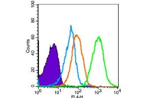 Mouse spleen cells probed with SCF Polyclonal Antibody, unconjugated  at 1:100 dilution for 30 minutes compared to control cells (blue) and isotype control (orange)