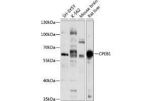Western blot analysis of extracts of various cell lines, using CPEB1 antibody (ABIN6127656, ABIN6138945, ABIN6138946 and ABIN6221617) at 1:1000 dilution. (CPEB1 anticorps  (AA 282-561))