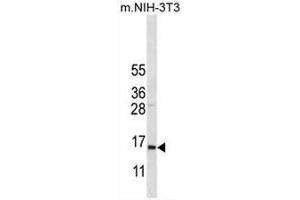 COX7A2L Antibody (Center) western blot analysis in mouse NIH-3T3 cell line lysates (35µg/lane). (COX7A2L anticorps  (Middle Region))
