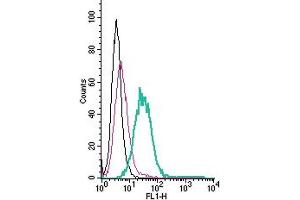 anti-G Protein-Coupled Receptor 4 (GPR4) (AA 162-177), (Extracellular) antibody (FITC)