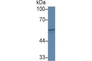 Rabbit Capture antibody from the kit in WB with Positive Control: Sample Human serum. (CFP Kit ELISA)