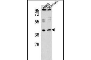 Western blot analysis of RSAD1 Antibody (C-term) (ABIN651455 and ABIN2840249) in HepG2,NCI- cell line lysates (35 μg/lane). (RSAD1 anticorps  (C-Term))
