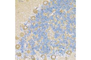 Immunohistochemistry of paraffin-embedded rat cerebellum using COX6A1 antibody. (COX6A1 anticorps  (AA 25-109))