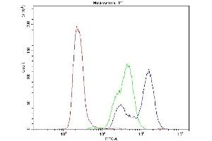 anti-Carbonic Anhydrase II (CA2) (AA 2-260) antibody