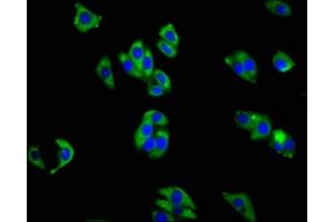 Immunofluorescence staining of HepG2 cells with ABIN7156425 at 1:200, counter-stained with DAPI. (Integrin alpha 1 anticorps  (AA 242-524))
