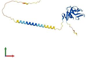 AlphaFold protein structure predicition of Human Recombinant KLRB1 Protein, UniprotID Q12918