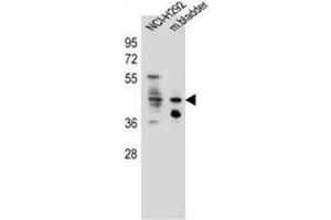Western blot analysis of Ghrelin receptor / GHSR Antibody (C-term) in NCI-H292 cell line and mouse bladder tissue lysates (35ug/lane). (GHSR anticorps  (C-Term))