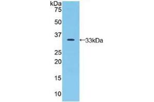 Western blot analysis of recombinant Human JAG2. (JAG2 anticorps  (AA 714-981))