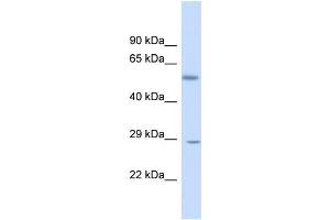 Host:  Rabbit  Target Name:  KLF9  Sample Type:  Fetal Liver lysates  Antibody Dilution:  1. (KLF9 anticorps  (N-Term))