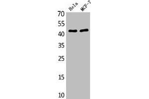 Western Blot analysis of various cells using Antibody diluted at 1:1000. (MEK1 anticorps  (AA 330-410))