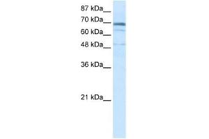 ZNF614 antibody used at 2. (ZNF614 anticorps  (N-Term))