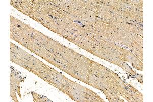 ABIN7096210 and ABIN7100272 at 1/100 staining rat muscle tissue by IHC-P. (RWDD2B anticorps)