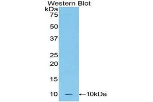 Western Blotting (WB) image for anti-Urocortin 2 (UCN2) (AA 23-107) antibody (ABIN3205059) (Urocortin 2 anticorps  (AA 23-107))