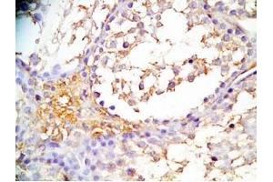 Mouse testis tissue was stained by Rabbit Anti-INSL6 C Peptide (Human) Antibody