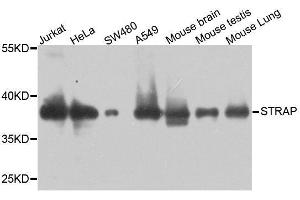 Western blot analysis of extracts of various cell lines, using STRAP antibody. (STRAP anticorps  (AA 1-350))