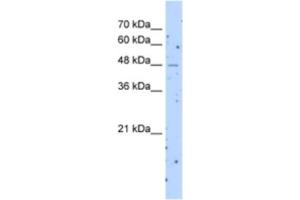 Western Blotting (WB) image for anti-Solute Carrier Family 22 (Organic Cation Transporter), Member 23 (SLC22A23) antibody (ABIN2463286) (SLC22A23 anticorps)
