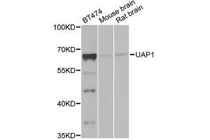 Western blot analysis of extracts of various cell lines, using UAP1 antibody (ABIN5971146) at 1/1000 dilution. (UAP1 anticorps)
