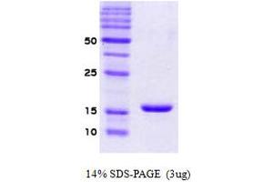 SDS-PAGE (SDS) image for Synuclein, alpha (SNCA) protein (ABIN666673) (SNCA Protéine)
