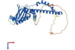 AlphaFold protein structure predicition of Human Recombinant NHEJ1 Protein, UniprotID Q9H9Q4