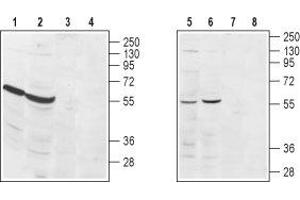 Western blot analysis of rat heart (lanes 1 and 3), rat kidney (lanes 2 and 4), human Jurkat  acute T cell leukemia (lanes 5 and 7) and mouse WEHI  B cell lymphoma (lanes 6 and 8) lysates: - 1,2,5,6. (S1PR3 anticorps  (Extracellular, N-Term))