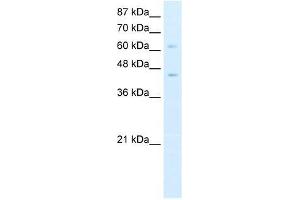 ZBTB3 antibody used at 0. (ZBTB3 anticorps  (N-Term))
