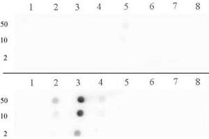 Histone H3 dimethyl Arg17 asymmetric pAb tested by dot blot analysis. (Histone 3 anticorps  (H3R17me2a))