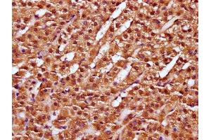 IHC image of ABIN7149388 diluted at 1:100 and staining in paraffin-embedded human adrenal gland tissue performed on a Leica BondTM system.