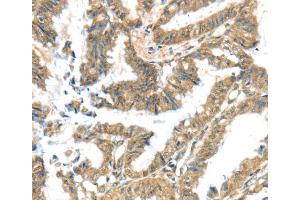 Immunohistochemistry (IHC) image for anti-Potassium Voltage-Gated Channel, Subfamily G, Member 3 (KCNG3) antibody (ABIN2433240) (KCNG3 anticorps)