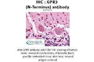 Image no. 1 for anti-G Protein-Coupled Receptor 3 (GPR3) (Extracellular Domain), (N-Term) antibody (ABIN1735048) (GPR3 anticorps  (Extracellular Domain, N-Term))