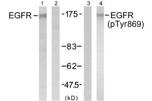 Western blot analysis of extract from A431 cells untreated or treated with EGF (200ng/ml, 5min), using EGFR (Ab-869) antibody (E021222, Lane1 and 2) and EGFR (phospho-Tyr869) antibody (E011229, Lane 3 and 4). (EGFR anticorps  (pTyr869))