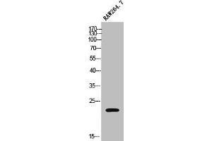 Western Blot analysis of RAW264. (MOBKL2C anticorps  (Internal Region))