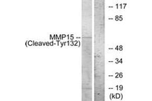 Western blot analysis of extracts from COS7 cells, treated with etoposide 25uM 1h, using MMP15 (Cleaved-Tyr132) Antibody. (MMP15 anticorps  (Cleaved-Tyr132))