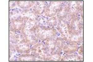 Immunohistochemistry of RIP3 in rat kidney tissue with RIP3 antibody at 5 μg/ml.