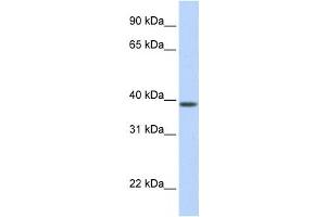 Western Blotting (WB) image for anti-Solute Carrier Family 25, Member 42 (SLC25A42) antibody (ABIN2458819) (SLC25A42 anticorps)