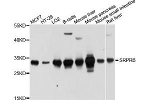 Western blot analysis of extracts of various cell lines, using SRPRB antibody (ABIN5998964) at 1/1000 dilution. (SRPRB anticorps)