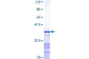 PTPRN Protein (AA 205-311) (GST tag)