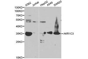 Western blot analysis of extracts of various cell line, using AKR1C3 antibody. (AKR1C3 anticorps)