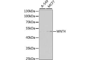 Western blot analysis of extracts of various cell lines, using WNT4 antibody (ABIN6130658, ABIN6150246, ABIN6150247 and ABIN6223774) at 1:1000 dilution.